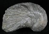 Gryphaea (Devil's Toenail) Fossil Oyster - Jurassic #25968-1